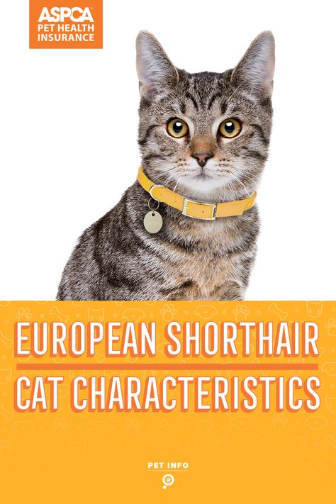 European Shorthair cats are a friendly cat breed that can be a great addition to nearly any family. Though these felines may resemble many other breeds, personality-wise, they are unique European Shorthair Cat, African Wild Cat, Celtic Cats, Cat Allergies, Shorthair Cat, American Shorthair, Kinds Of Cats, Pet Breeds, Cat Breed