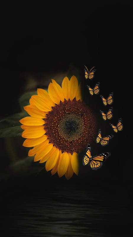 Sunflower And Butterfly Wallpaper, Flor Iphone Wallpaper, Sunflower Iphone Wallpaper, Trending Wallpaper, Sunflower Butterfly, Sunflower Pictures, Butterfly Wallpaper Iphone, Flower Iphone Wallpaper, Sunflower Wallpaper