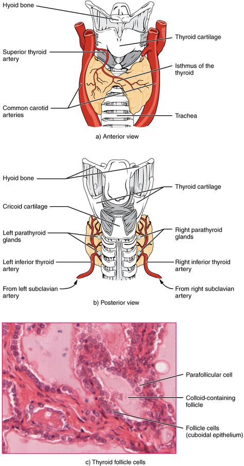 17.4 The Thyroid Gland - Anatomy and Physiology | OpenStax Medical Library, Thyroid Gland, Thyroid Hormone, Daily Health Tips, Endocrine System, What Is The Difference Between, Good Health Tips, Anatomy And Physiology, The Human Body