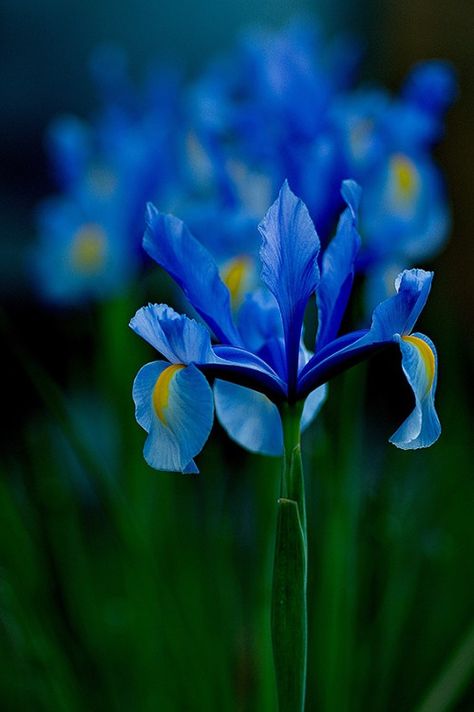 Perfect blue! Most Popular Flowers, Popular Flowers, Blue Iris, The Secret Garden, Blue Garden, Iris Flowers, The Grass, Beautiful Blooms, Blue Flower