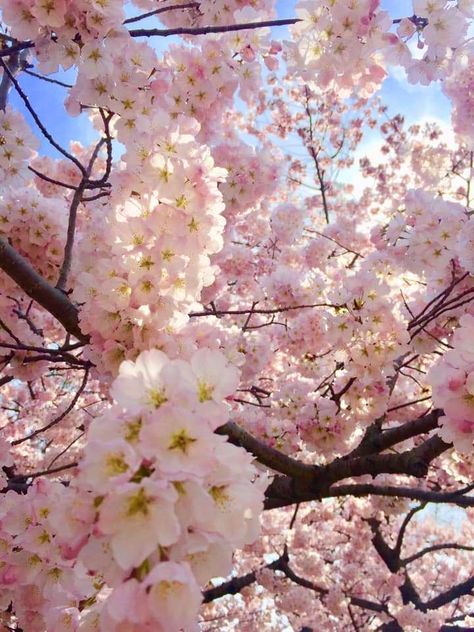 The cherry blossoms in D.C are soooo fluffy 🌸 | Finding Mandee White Tree Aesthetic, Cherry Blossom Aesthetic, Cherry Blossom Washington Dc, Bradford Pear Tree, Cherry Blossom Dc, Blossom Aesthetic, Pretty Flowers Photography, Cherry Blooms, Blossom Cherry