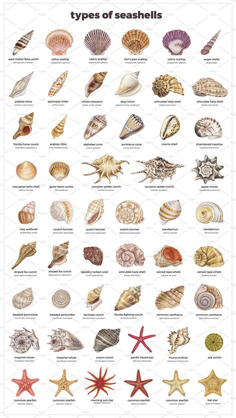 Diys Using Sea Shells, Types Of Sea Animals, Different Types Of Shells, Sea Shells Pictures, Pictures Of Seashells, What To Do With Sea Shells Diy, Seashell Crafts Aesthetic, Beachy Things To Make, Things To Make Out Of Sea Shells