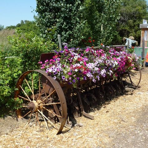 Recycled Garden Projects, Barn Landscaping, Country Yard, Farm Landscaping, Prairie Garden, Farmhouse Landscaping, Garden Junk, Old Farm Equipment, Recycled Garden