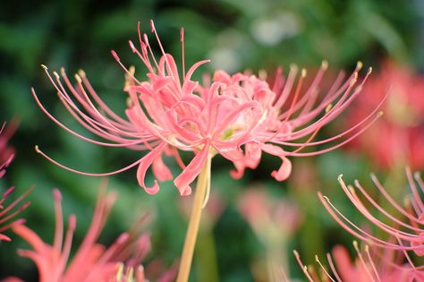 Pink Spider Lily, Spider Lily Aesthetic, Spider Lillies, Dangling Flowers, Lily Aesthetic, Lycoris Radiata, Spider Lilies, Pink Spider, Red Spider Lily