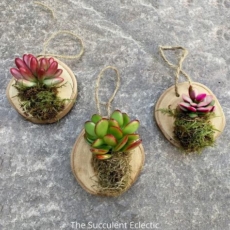 Christmas Succulents, Diy Tree Branch, Best Soil For Succulents, Succulents Arrangements, Planters For Succulents, Succulent Christmas, Succulent Diy, Natural Decorations, Succulent Ideas