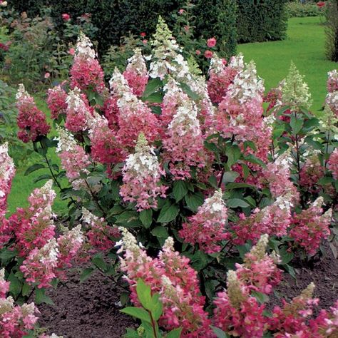 Hydrangea Pinky Winky, Hydrangea Paniculata Pinky Winky, Flowering Shrubs For Shade, Hardy Hydrangea, Hydrangea Pink, Types Of Hydrangeas, Shade Shrubs, Panicle Hydrangea, Hydrangea Paniculata