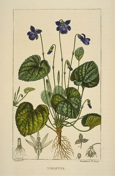 Wood Violet, Antique Botanical Print, Illustration Botanique, Botanical Illustration Vintage, Vintage Botanical Prints, Scientific Illustration, Vintage Poster Art, Botanical Illustrations, Plant Illustration