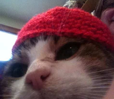 cat in a hat Cat With Beanie, Red Stuff, Nunchucks, Hat Aesthetic, Cat Personalities, Cat Beanie, Red Headband, A Vet, Agree With You