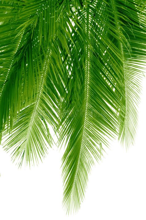 Hanging fronds. Long and green coconut palm fronds hanging down , #sponsored, #Long, #fronds, #Hanging, #green, #hanging #ad Palm Trees Garden, Green Palm Leaves, Tree Photography, Garden Trees, Tree Designs, Tropical Paradise, Palm Leaves, Plant Life, Palm Tree