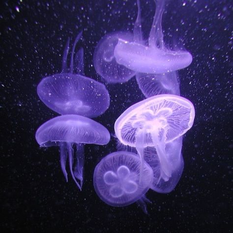 Widget Pictures Purple, Purple Sea Aesthetic, Purple Jellyfish Aesthetic, Purple Mermaid Aesthetic, Purple Widget, Punch Buggy, Jellyfish Pictures, Pastel Galaxy, Lilac Blossom