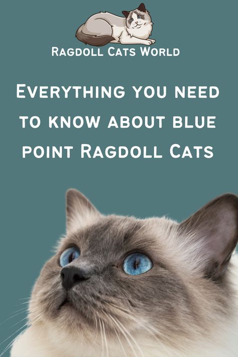 Blue Point Ragdoll Cat, Blue Ragdoll Cat, Blue Point Cat, Blue Point Ragdoll, Ragdoll Cat Colors, Ragamuffin Cat, Ragdoll Cat Breed, Most Popular Cat Breeds, Cat Things