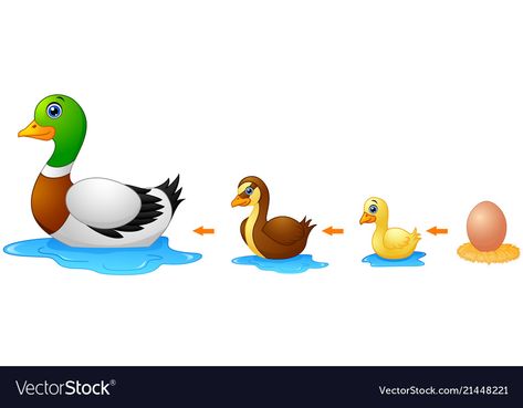 Duck Life Cycle, Duck Vector, Life Cycles Preschool, Cycle For Kids, Preschool Activities Toddler, Little Duck, A Duck, Life Cycle, Life Cycles