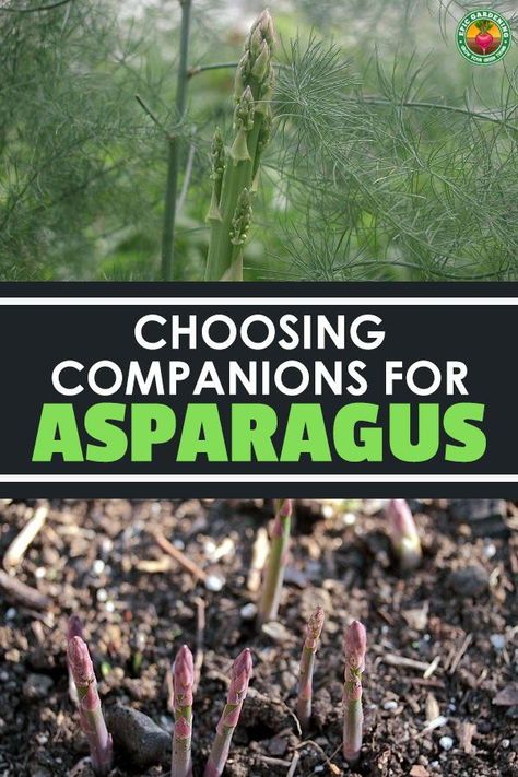 Asparagus Garden, Best Asparagus, Companion Planting Guide, Companion Planting Chart, Growing Asparagus, Companion Planting Vegetables, Asparagus Plant, Companion Gardening, Garden Companion Planting