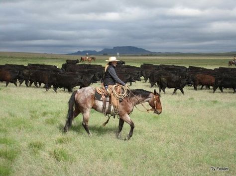 Trailing Cattle on one of my three year olds, Jack. Herding Cattle On Horseback, Cowboy Poses, Cattle Herding, Cowboy Painting, Herding Cattle, Animal Poses, Working Cow Horse, Horses Photography, Cowboy Life