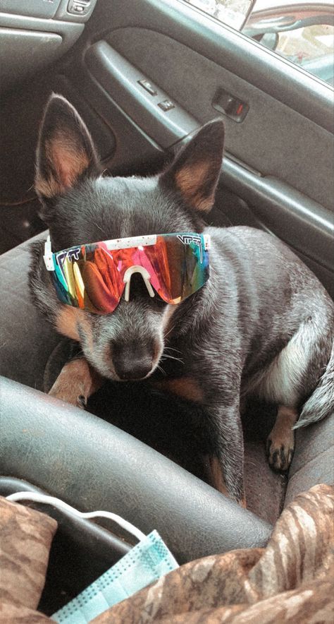 Pit Viper Sunglasses, Pit Vipers, Cutee Animals, Very Cute Puppies, Baby Farm Animals, Really Cute Puppies, Cute Animals Puppies, Very Cute Dogs, Really Cute Dogs