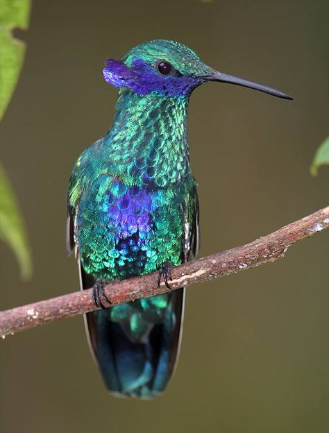 Sparkling Violetear (Colibri coruscans) in Ecuador by James Ownby. Sparkling Violetear, Bee Hummingbird, Hummingbird Pictures, Hummingbird Art, Humming Bird, Pretty Birds, Colorful Birds, Little Birds, Small Birds