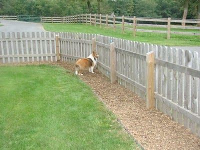 Acadia Shelties: yard solutions to muddy dogs Solutions For Muddy Yards With Dogs, Dog Yards Diy, Landscaping For Dogs Backyard, Muddy Backyard Solution Dogs, Dog Friendly Backyard Landscaping Design, Dog Friendly Backyard Landscaping, Outdoor Dog Spaces, Muddy Backyard, Dog Yard Landscaping