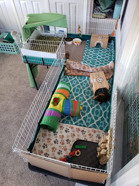 L-shaped Guinea Pig Cage Genie Pig Cage Ideas, C And C Guinea Pig Cage, Guinea Pig Enclosure Ideas, C&c Guinea Pig Cage Ideas, Guinea Pig Cage Setup Ideas, Guinea Pig Cage Ideas Diy, Cute Guinea Pig Cage Ideas, Aesthetic Guinea Pig Cage, Guinea Pig Enclosure