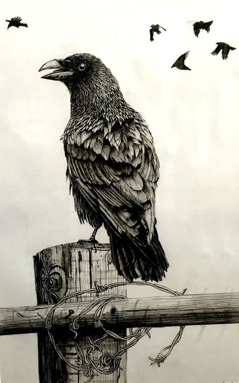 Perched Raven Tattoo, Crow Drawing Sketch, Scary Birds, Scratchboard Drawings, Crows Drawing, Crow Tattoo Design, Crow Painting, Dotted Drawings, Pen Art Work