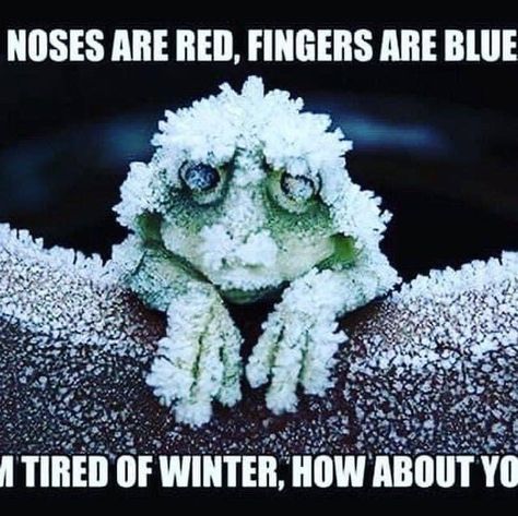 Cold Humor, Cold Weather Funny, Cold Weather Quotes, Winter Humor, Snow Humor, Weather Memes, Santa Claus Village, The Santa Claus, Weather Quotes