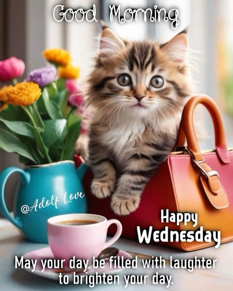 Wednesday Cat, Happy Wednesday Images, Good Morning Cat, Morning Sayings, Morning Wednesday, Spiritual Motivation, Facebook Engagement Posts, Evening Quotes, Good Morning Wednesday