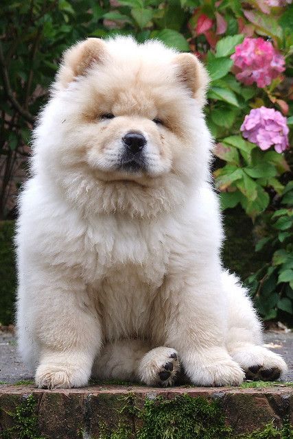 Polo the Chow Chow by adrianrhys, via Flickr Perros Chow Chow, Protective Dog Breeds, Chow Chow Puppy, Chow Chow Dogs, Smart Dog, Fluffy Dogs, Chow Chow, Adorable Animals, Beautiful Dogs