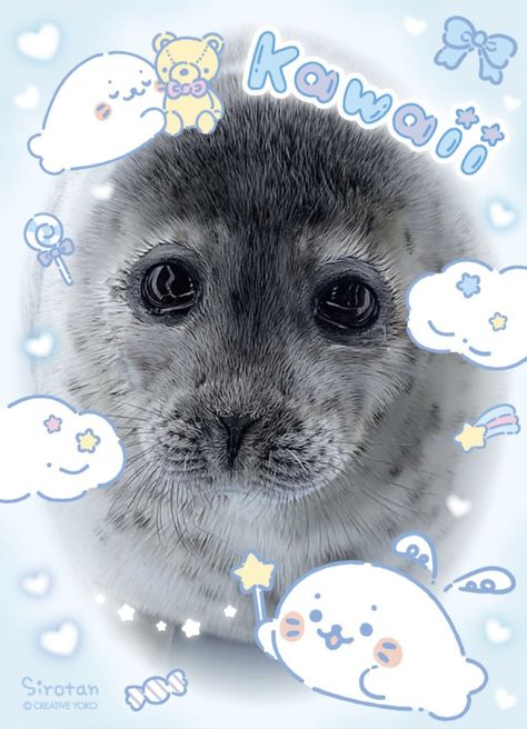 Seal Lockscreen, Seal Iphone Wallpaper, Seal Aesthetic Wallpaper, Seals Aesthetic, Introvert Wallpaper, Seal Aesthetic, Seal Wallpaper, Cute Seal Photos, Seal Meme