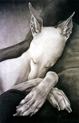 "Crossed Paws" ---- [Charcoal drawing of a Whippet]~[Photograph by gooseflesh (Helle Jorgensen) - October 2006]h4d-500.2013 Poster Grafico, Greyhound Art, Italian Greyhound, Arte Animal, Whippet, Dog Portraits, Mans Best Friend, Greyhound, Dog Art