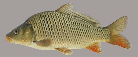 The common carp (Cyprinus carpio) is a member of the carp and minnow family. Find it in muddy areas of lakes and ponds, as well as in the pools of rivers. #FamilyCyprinidae #FloridaFish #Fishing #FreshwaterID #FishID Common Carp, Ikan Air Tawar, Image Of Fish, Fish Gallery, Ap Drawing, Florida Fish, Carp Fish, Fishing Pictures, River Fishing