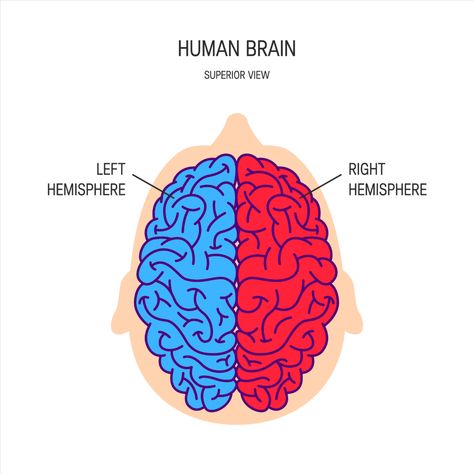 The left hemisphere controls the right-hand side of the body and receives information from the right visual field, controlling speech, language, and recognition of words, letters, and numbers. The right hemisphere controls the left-hand side of the body and receives information from the left visual field controlling creativity, context, and recognition of faces, places, and objects. Left Vs Right Brain, Left Brain Vs Right Brain, Corpus Callosum, Left Brain, Brain Structure, Limbic System, Structure And Function, Information Processing, Right Brain