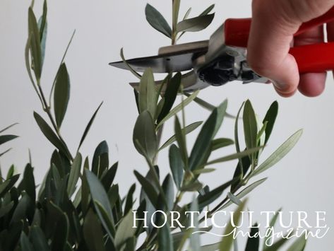 When (And How) To Prune Olive Trees | Horticulture.co.uk Pruning Olive Trees In Pots, Pruning Olive Trees, Mediterranean Trees, Black Olive Tree, Water Shoot, New Fruit, Olive Trees, Harvest Time, Olive Fruit