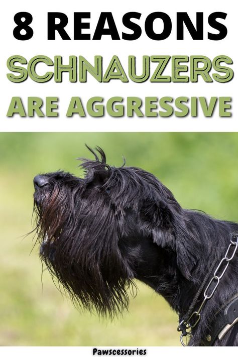 schnauzers Standard Schnauzer Puppies, Giant Schnauzer Grooming Styles, Giant Schnauzer Grooming, Schnauzer Grooming Styles, Snauzer Puppy, German Dog Commands, Giant Schnauzer Puppy, Dogs Haircut, Miniature Schnauzer Grooming