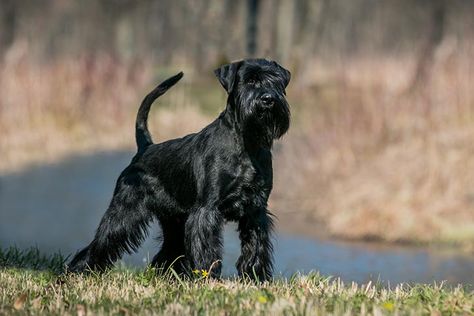 Best Hypoallergenic Dogs, Miniature Dog Breeds, Schnauzer Breed, Black Schnauzer, Hypoallergenic Dog Breed, Akc Breeds, Standard Schnauzer, All Breeds Of Dogs, Kerry Blue Terrier