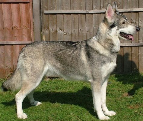 Utonagan Dog, Tamaskan Dog, Northern Inuit, Northern Inuit Dog, All Breeds Of Dogs, Big Dog Breeds, Wolf Dog, German Shepherds, Dog Names