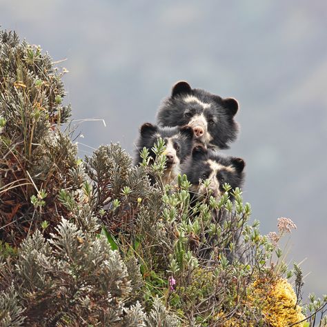 Spectacled Bear, Bear Species, Animal Photography Wildlife, American Animals, Tropical Animals, Mountain Nature, Bear Pictures, December 31, Quito