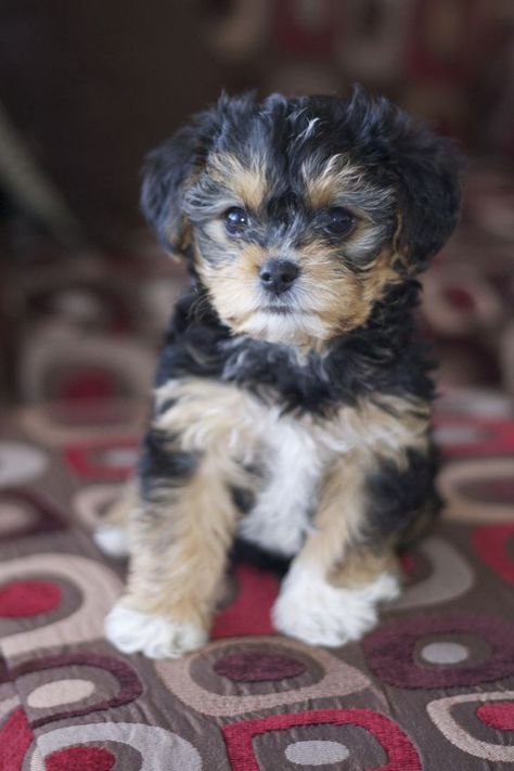 Yorkie Poo Puppies, Terrier Poodle Mix, Yorkie Poodle, Biewer Yorkie, Yorkie Mix, Dog Haircuts, Yorkie Poo, Yorkshire Terrier Puppies, Purebred Dogs