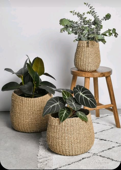 Wicker Basket Decor, Basket Decor Ideas, Rustic Coastal Decor, Plants In Baskets, Seagrass Baskets, Large Wicker Basket, Seagrass Storage Baskets, Rustic Coastal, Plant Decor Indoor