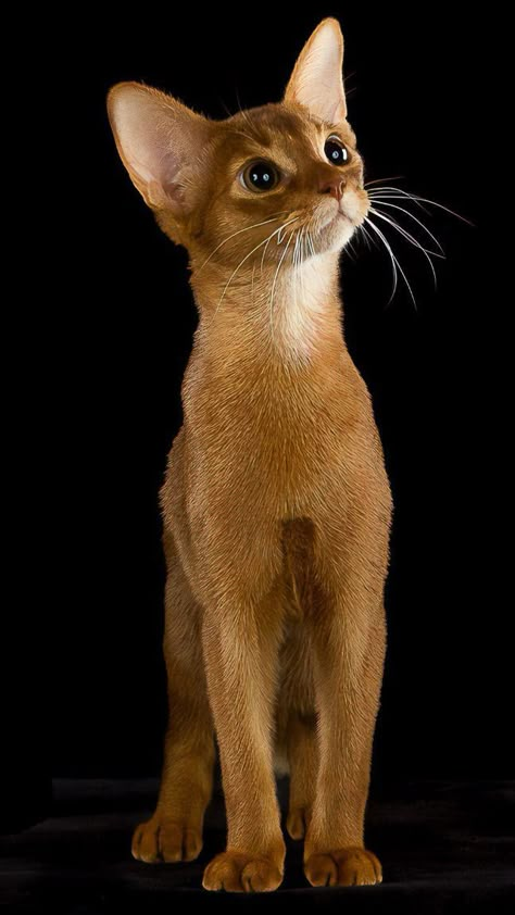 Abyssinian Cat, Abyssinian Cats, Söt Katt, Gorgeous Cats, Cat Pose, Brown Cat, Domestic Cat, Cute Cats And Kittens, Cute Kittens