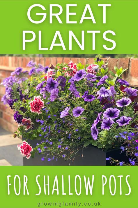 Unlock the secrets to growing beautiful, lush gardens even in small spaces, while maximizing the potential of your containers and shallow pots. Get ready to transform your patio, balcony or even your windowsill into a green haven. 🍃 Plants For Shallow Pots, Shallow Pot Plants, Summer Gardens, Porch Plants, Easy Gardening, Vegetable Garden Planning, Pot Plants, Dish Garden, Best Plants