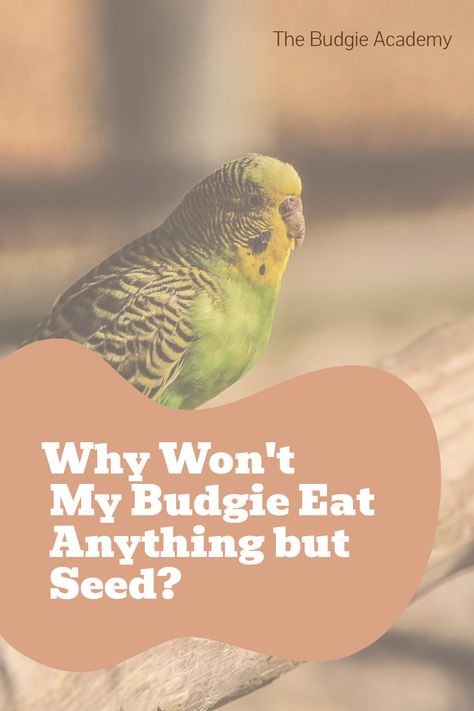 Is your budgie a picky eater? As it turns out, this behavior is rooted in evolution and biology. Understanding why your bird avoids certain foods is the first step in making the switch to a healthier diet. Budgie Food, Parakeet Care, Parakeet Food, Budgie Cage, Budgies Bird, Budgie Parakeet, Picky Eating, Eat Veggies, Soft Food