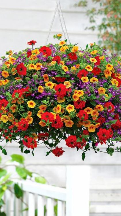 Hanging Flowering Plants, Petunia Hanging Baskets, Ivy Geraniums, Tuberous Begonia, Hanging Plants Outdoor, Trailing Flowers, Plants For Garden, Trailing Plants, How To Attract Hummingbirds