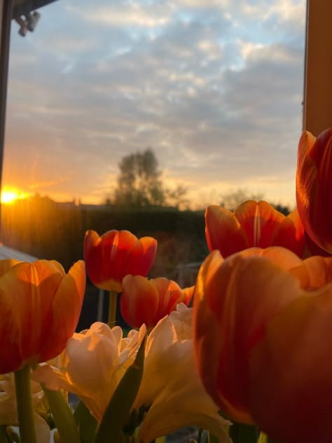 Asthetic Picture Tulips, Tulips Orange Aesthetic, Spring Orange Aesthetic, Flowers And Sunset Aesthetic, Flowers Orange Aesthetic, Spring Aesthetic Orange, Orange Tulips Aesthetic Wallpaper, Tulips Sunset Aesthetic, Tulips With Sunset