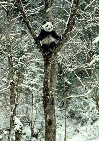 Panda Bear sitting in a tree Panda Love, Animal Tattoos, Animal Planet, Animal Photo, 귀여운 동물, Panda Bear, Animals Friends, Beautiful Creatures, Animal Kingdom