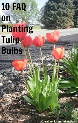 Questions frequently asked about planting and growing tulips answered by a gardening expert. How To Grow Tulips Outdoors, Front Yard Landscaping Tulips, Growing Tulips Outdoors, What To Plant With Tulips Front Yards, Where To Plant Tulips In Front Yard, Tulip In Pots, Where To Plant Tulips In Yard, Tulips In Front Of House, Tulip Front Yard