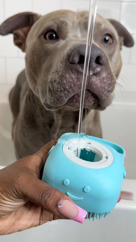 Reign Was Extra Funky Today. Dog Morning Bath Routine 🫧🧼💙🐾 #dogsofinstagram #doglover #pitbull #pitbullsofinstagram #dogbath #bath #grooming #doggrooming #asmr #asmrsounds #satisfying #explore #viral #viralreels | reignstormpit | reignstormpit · Original audio Dog Bathing Tips, Bathing Tips, Pampered Dogs, Dog Bathing, Dog Skin Care, Smelly Dog, Bath Routine, Dog Gadgets, Dog Spa