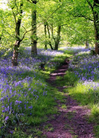 Forest Path, Woodland Garden, Walk In The Woods, New Forest, Jolie Photo, English Countryside, Magical Places, Garden Paths, In The Woods