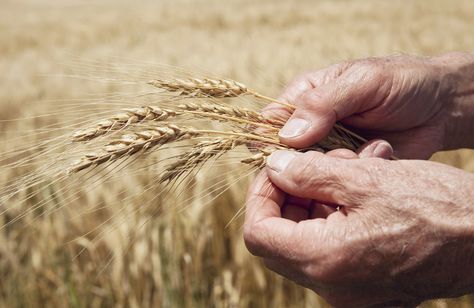 Wheat Farm, Modern Packaging, Health Risks, Package Design, Business Branding, Eating Well, Wheat, Packaging Design, Design