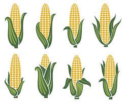 Top Corn Stalk Stock Vectors, Illustrations & Clip Art - iStock | Corn field, Single corn stalk, Corn Corn Vector, Ear Images, Background Black And White, Corn Stalks, Ears Of Corn, Round Frames, Background Black, Drawing Set, White Hand