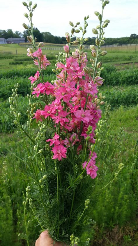 Flower Hacks, Pink Larkspur, Traditional Bouquet, Larkspur Flower, July Flowers, Flower Varieties, Line Flower, Favorite Flower, Wedding Board