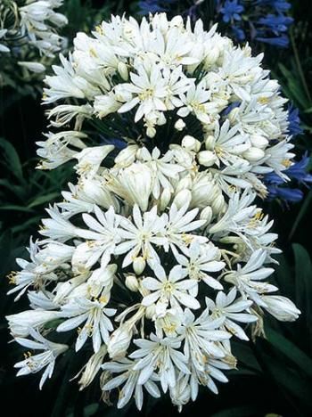 Agapanthus 'White Heaven' PP 15,811 (White Heaven Lily-of-the-Nile) Agapanthus Flower, White Agapanthus, Agapanthus Plant, Greek Nature, Agapanthus Africanus, Greek Party, White Heaven, White Flowering Plants, Hummingbird Plants